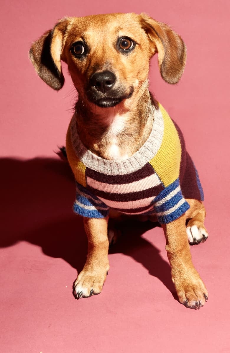 Ware of the Dog Crazy Stripe Lambswool Dog Sweater