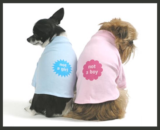 boy dog shirts