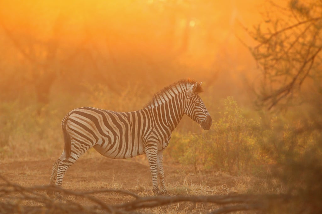 Kruger National Park, South Africa