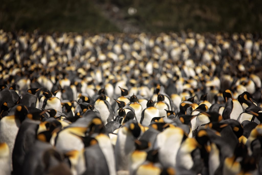 Antarctica King Penguins