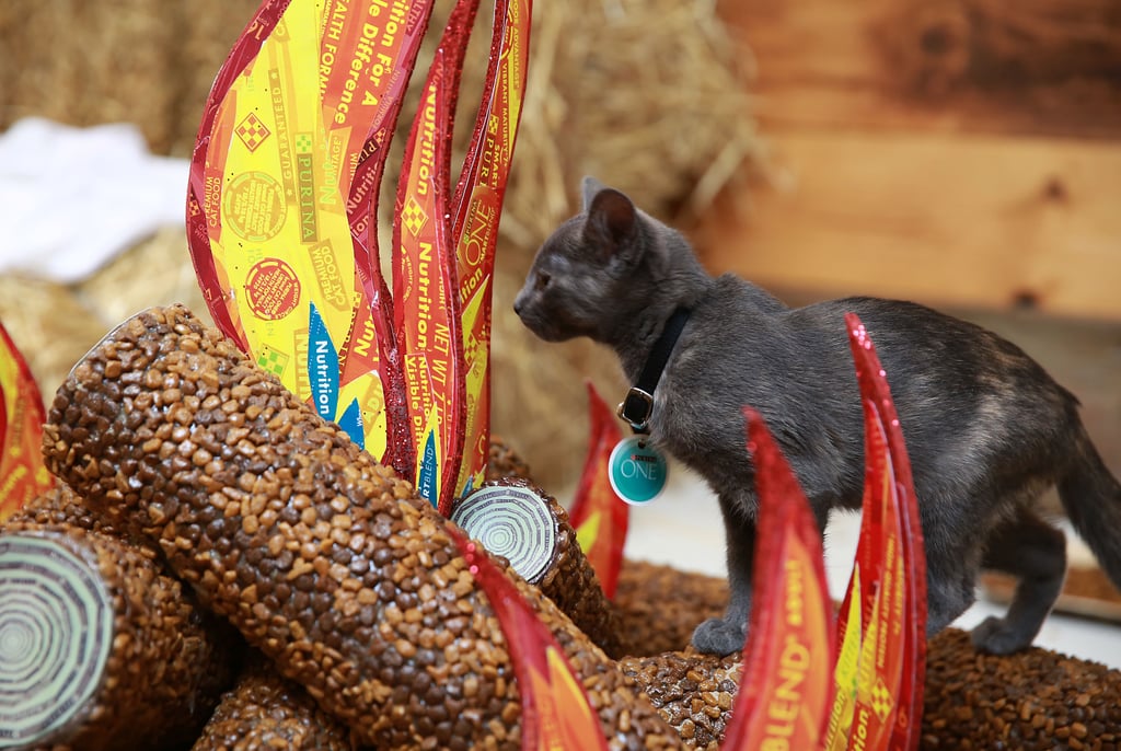Purina ONE Cat Camp