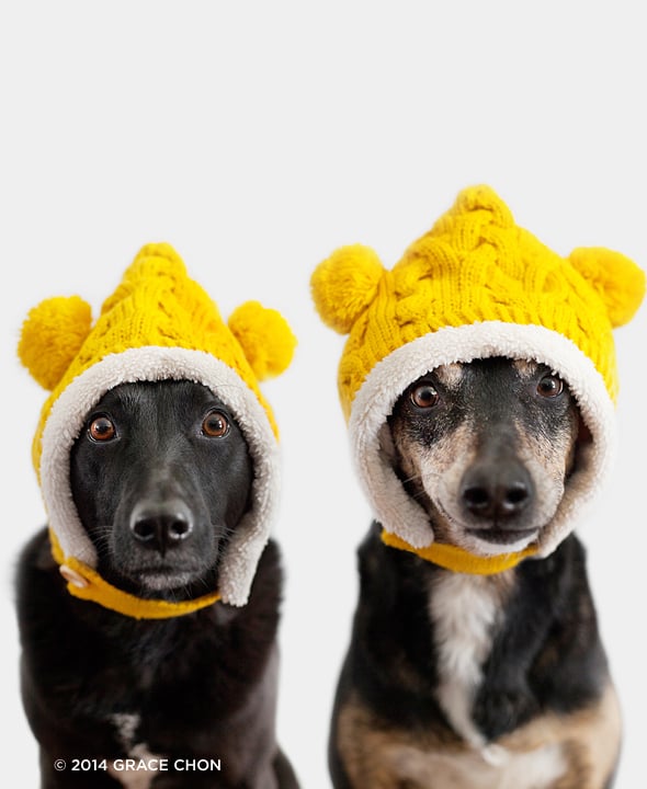 Dog and Baby Dress Up in Matching Outfits