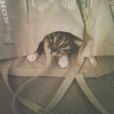 Who Let The Cat Out Of The Bag Pet Pic Of The Day Popsugar