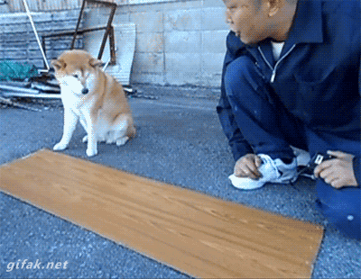 Cute Dog GIFs