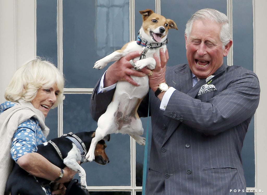 Charles and Camilla held on (barely) to their rescue Jack Russells, Beth and Bluebell, during a visit to Scotland in June 2015.