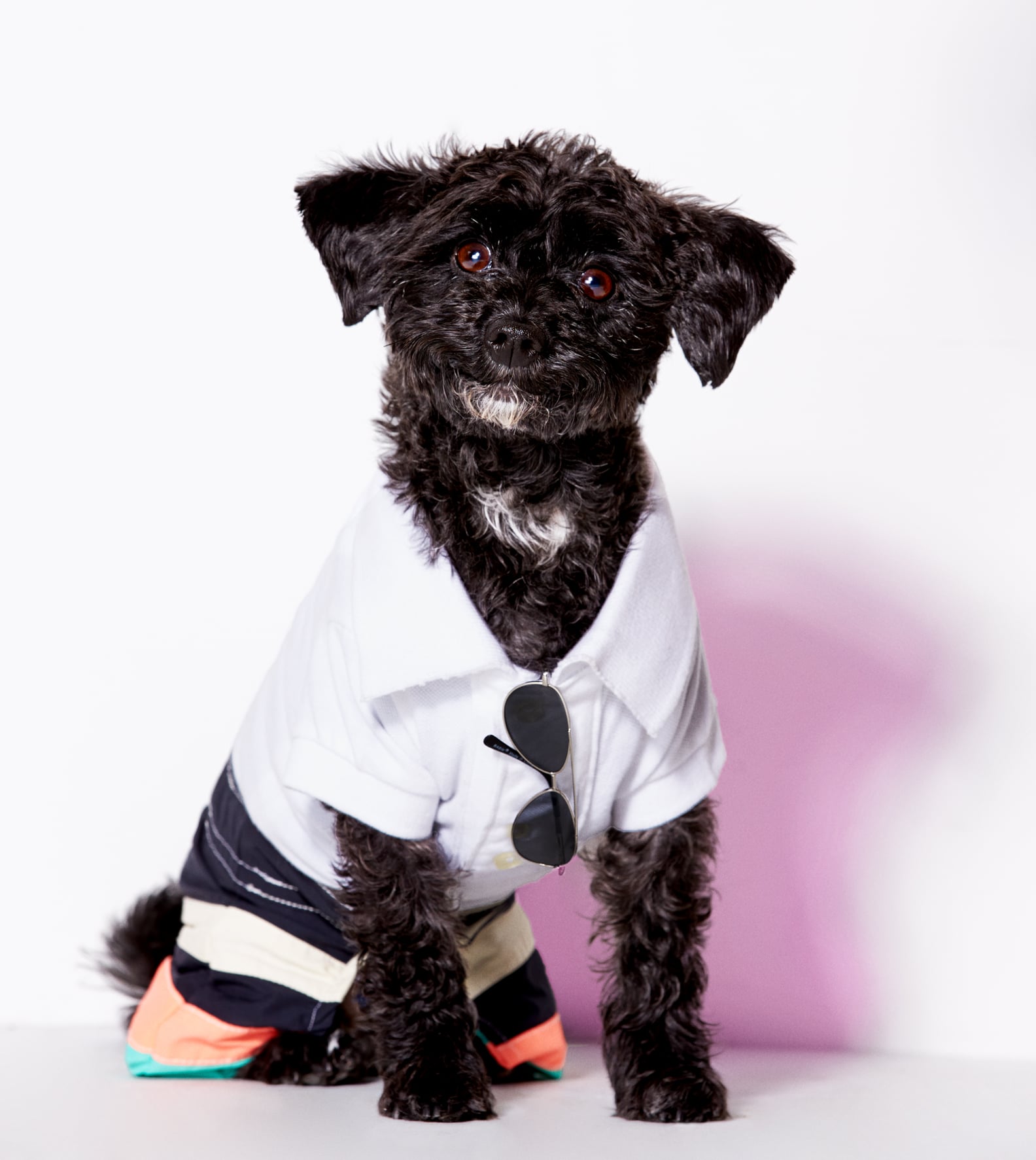 American Eagle Dog Clothes Line POPSUGAR Fashion