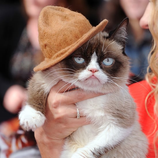 Grumpy Cat in Pharrell's Hat at the MTV Movie Awards 2014