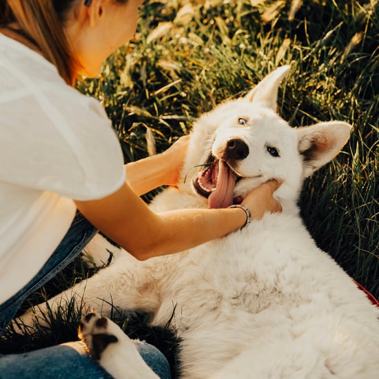 What First-Time Dog Owners Need to Buy