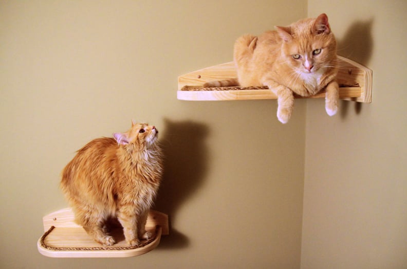 Cat Shelves