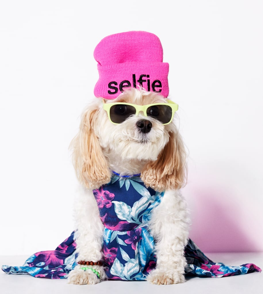 American eagle 2025 dog clothes