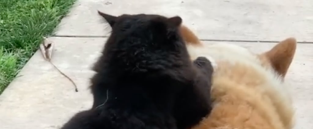 Funny TikTok Videos of a Cat Massaging a Dog