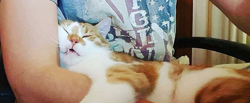 Pictures of Cats Sleeping