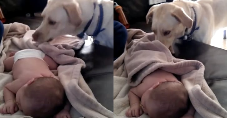 Dog Tucks In Baby | POPSUGAR Family