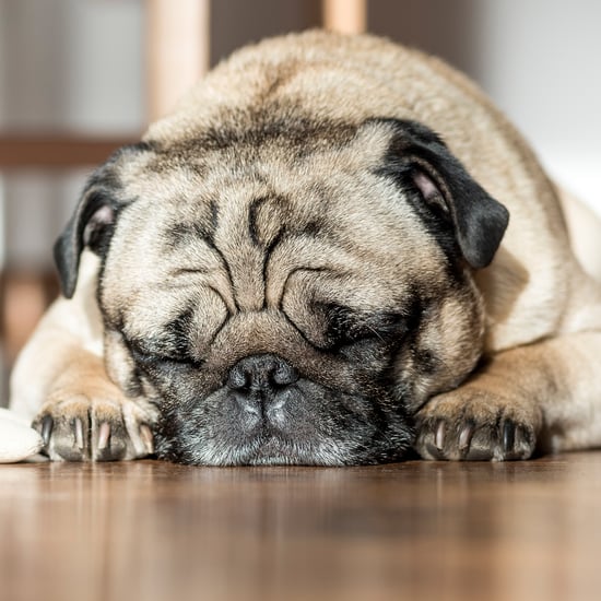 Weird Dog Behaviors