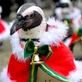 Watch These Santa Penguins on Parade to Put You in the Christmas Spirit