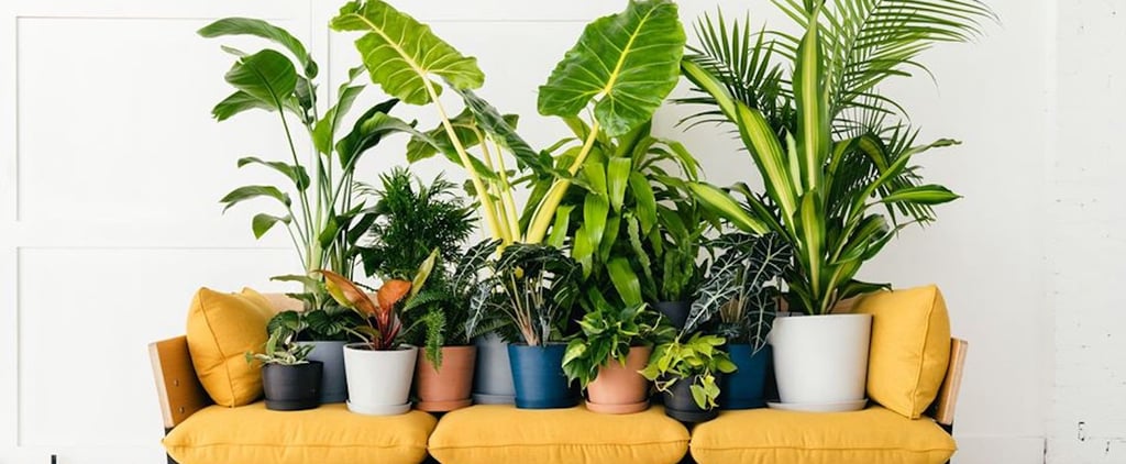 The Best Indoor Houseplants From Bloomscape