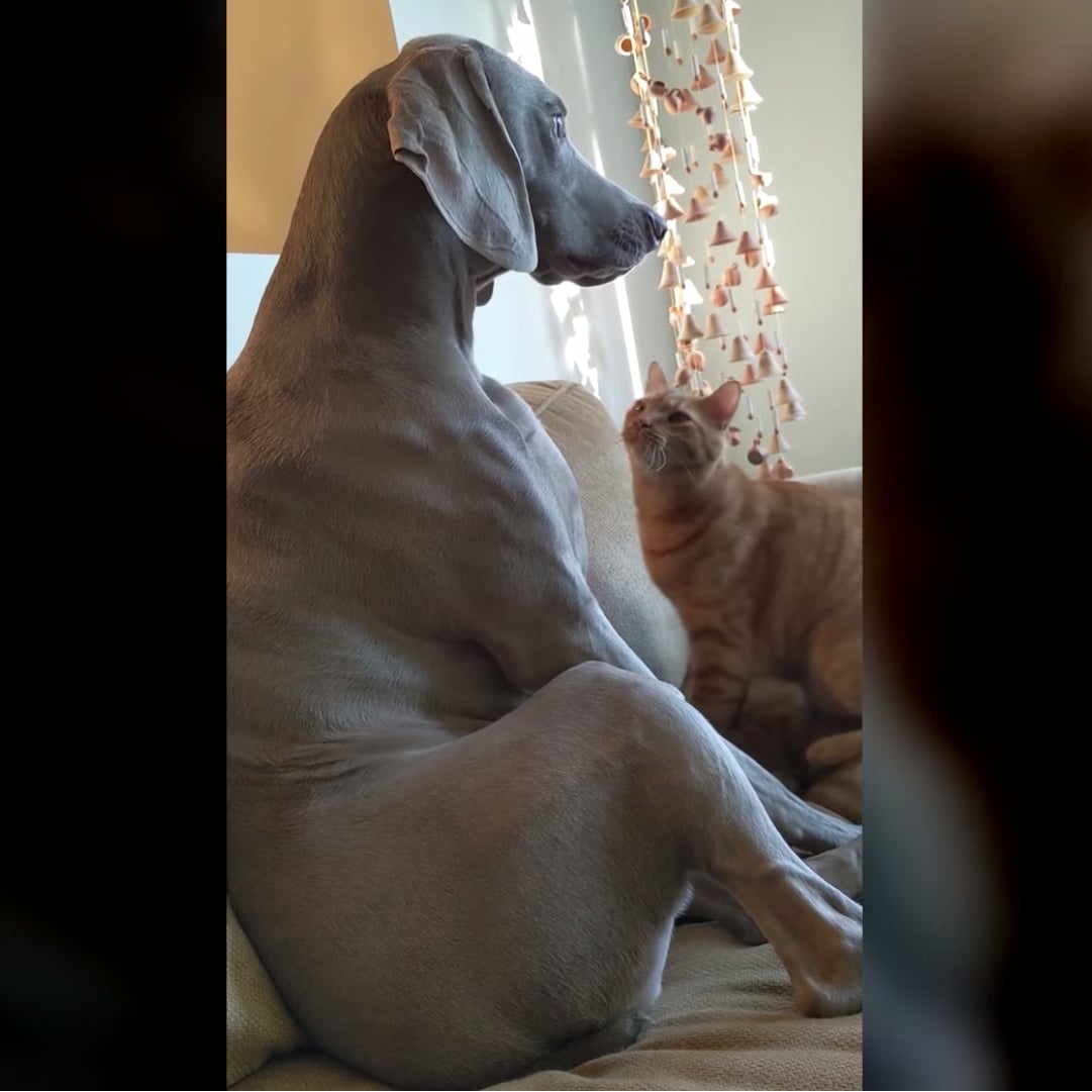 Video Of Cat Trying To Get Dog S Attention Popsugar Family