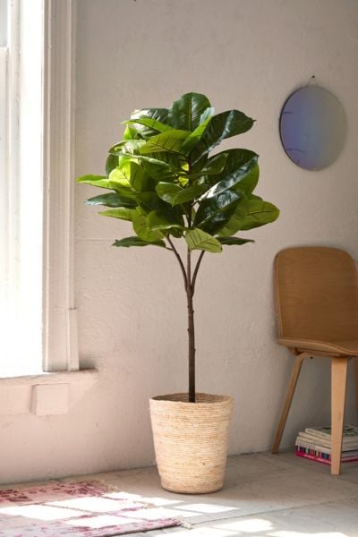 Potted Faux-Rubber Tree