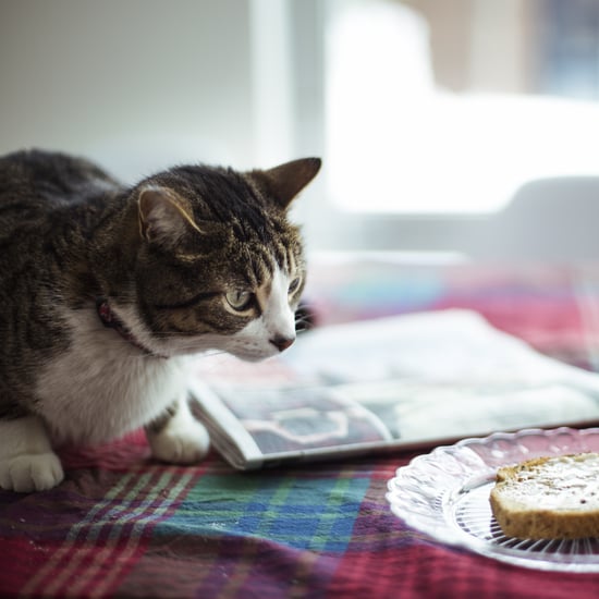 How to Stop Your Cat From Jumping Onto the Kitchen Table