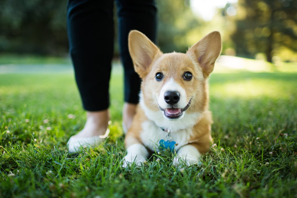 Tips For Puppy Training From a Puppy Trainer