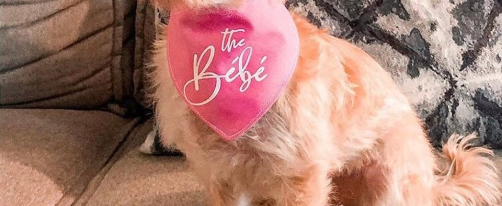 15 Cute Schitt's Creek Dog Bandanas