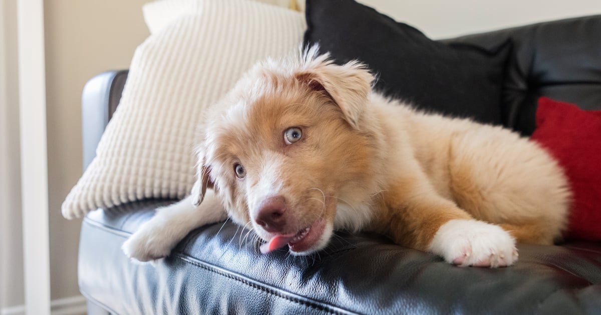 Why Do Dogs Lick Furniture? | POPSUGAR Pets