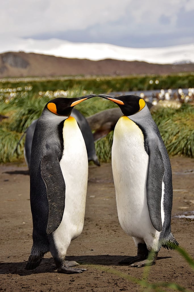 Antarctica King Penguins