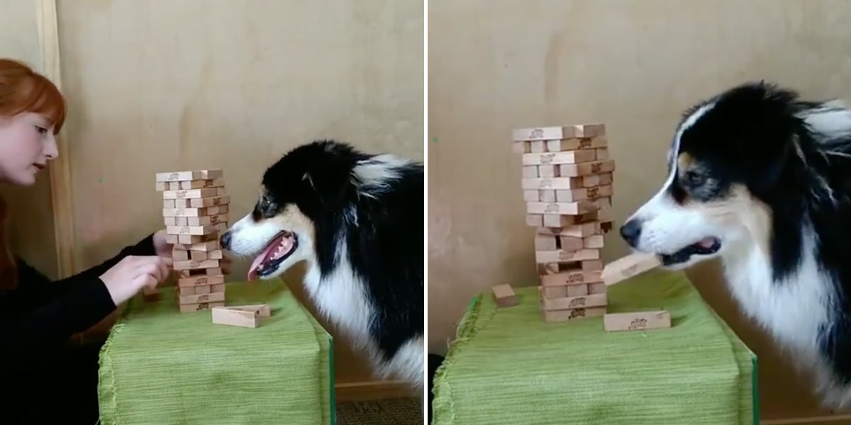 Australian shepherd shop playing jenga