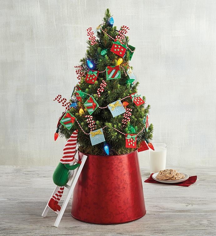 Table Top Live Christmas Trees 