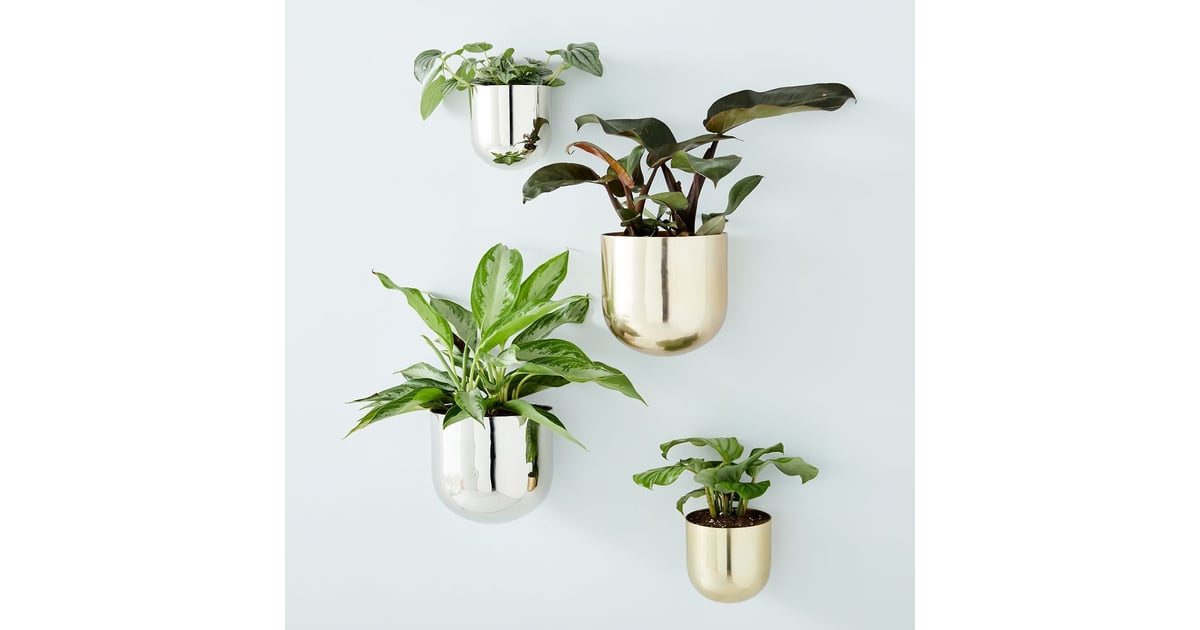 Hanging Wallscape Planters In Your Living Room