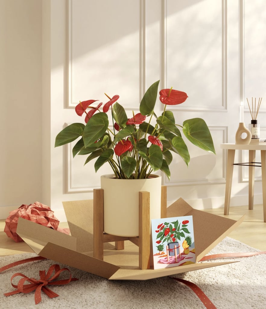 EasyPlant Anthurium