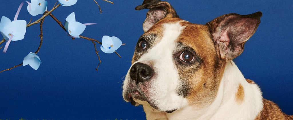 Senior Superlatives Project For Older Dogs Up For Adoption