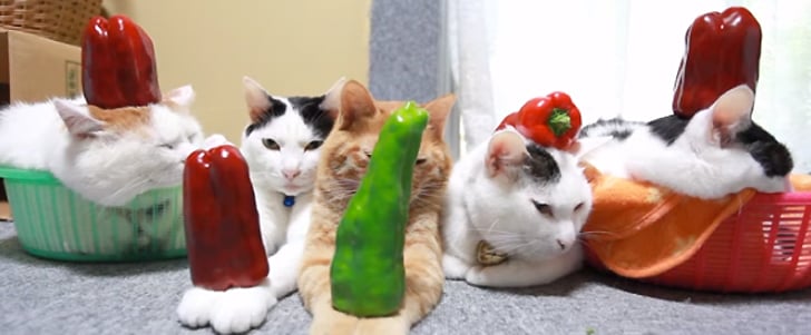Cats Balancing Food | Video
