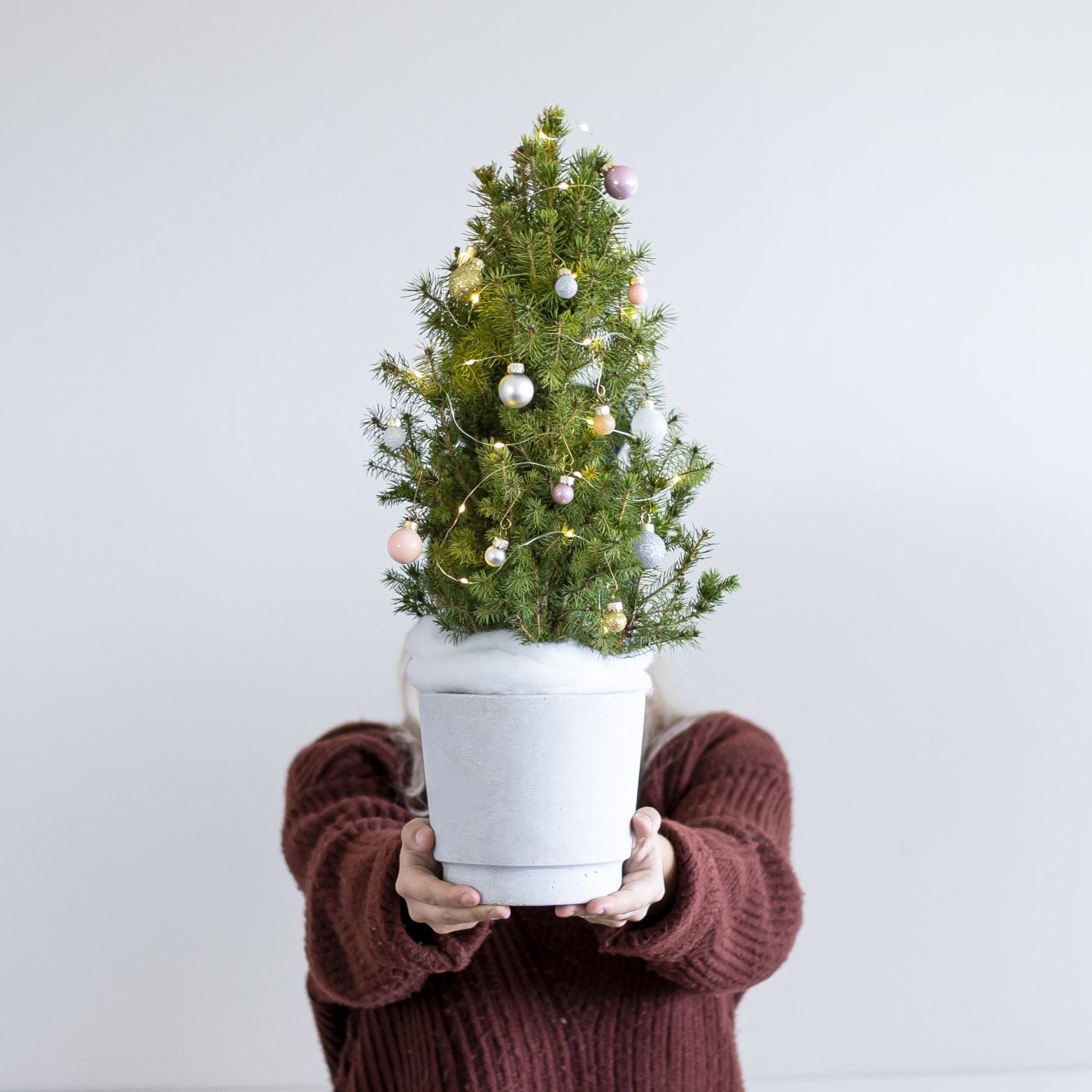 Live Tabletop Christmas Trees Delivered