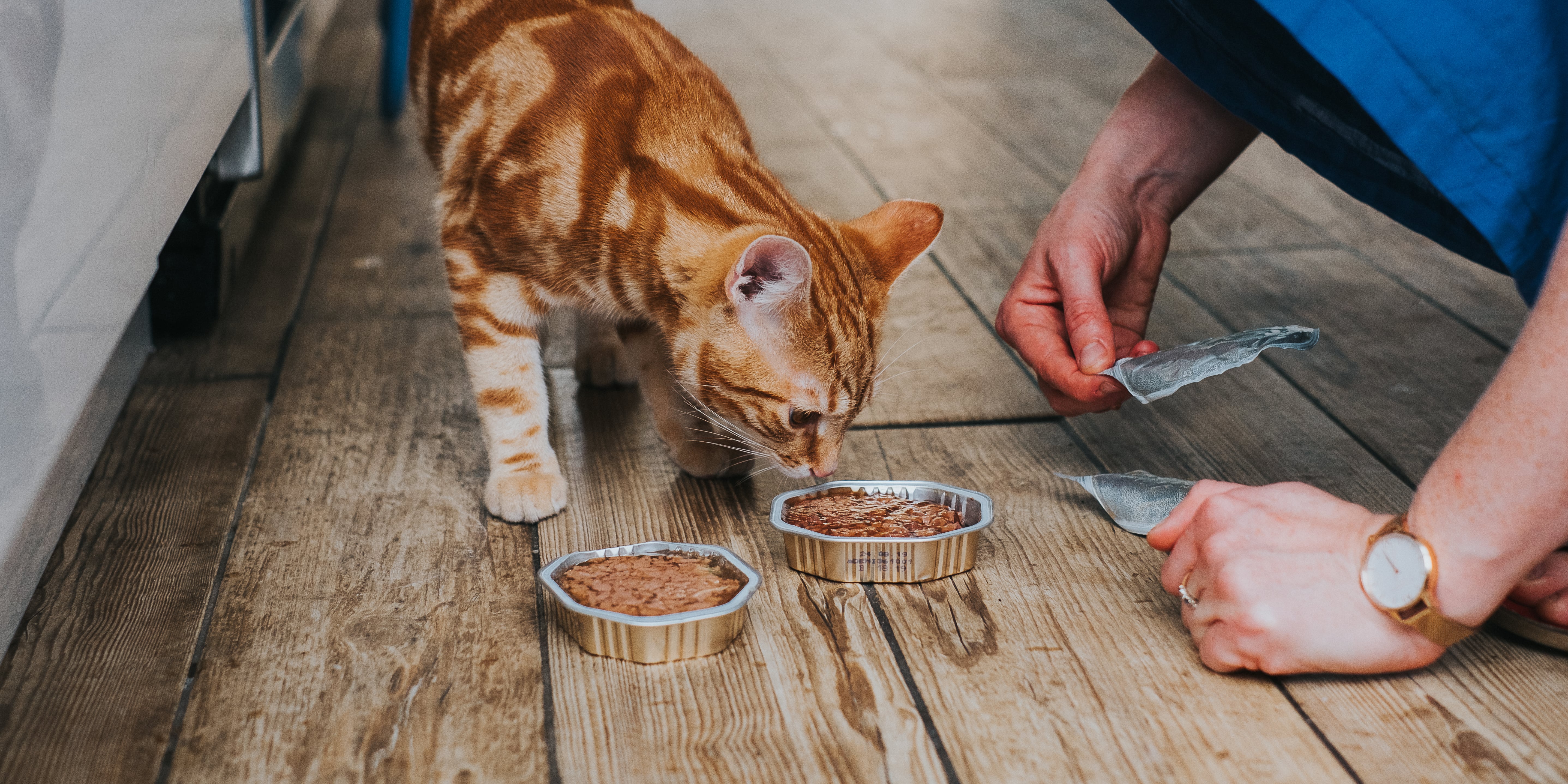 Why Does My Cat Pretend to Bury Its Food POPSUGAR Pets