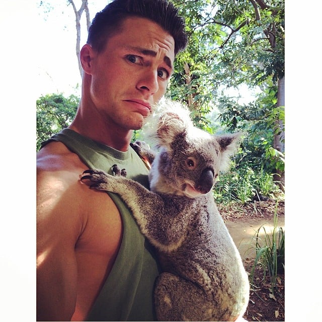 This Koala Bear