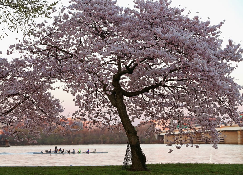 Cherry blossoms bloomed in Washington DC.