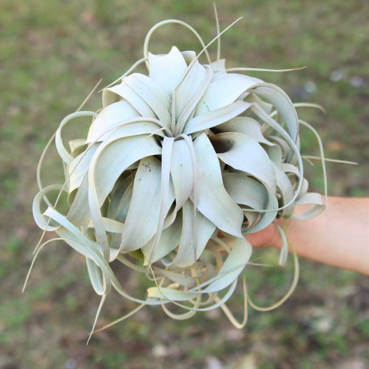 Large Tillandsia Xerographica Best Indoor Hanging Plants POPSUGAR