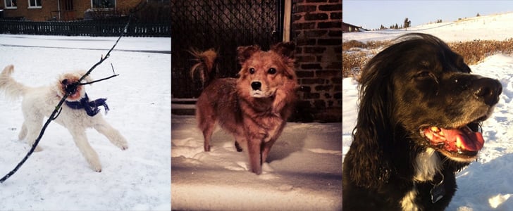Instagram Challenge: Your Winter Pets