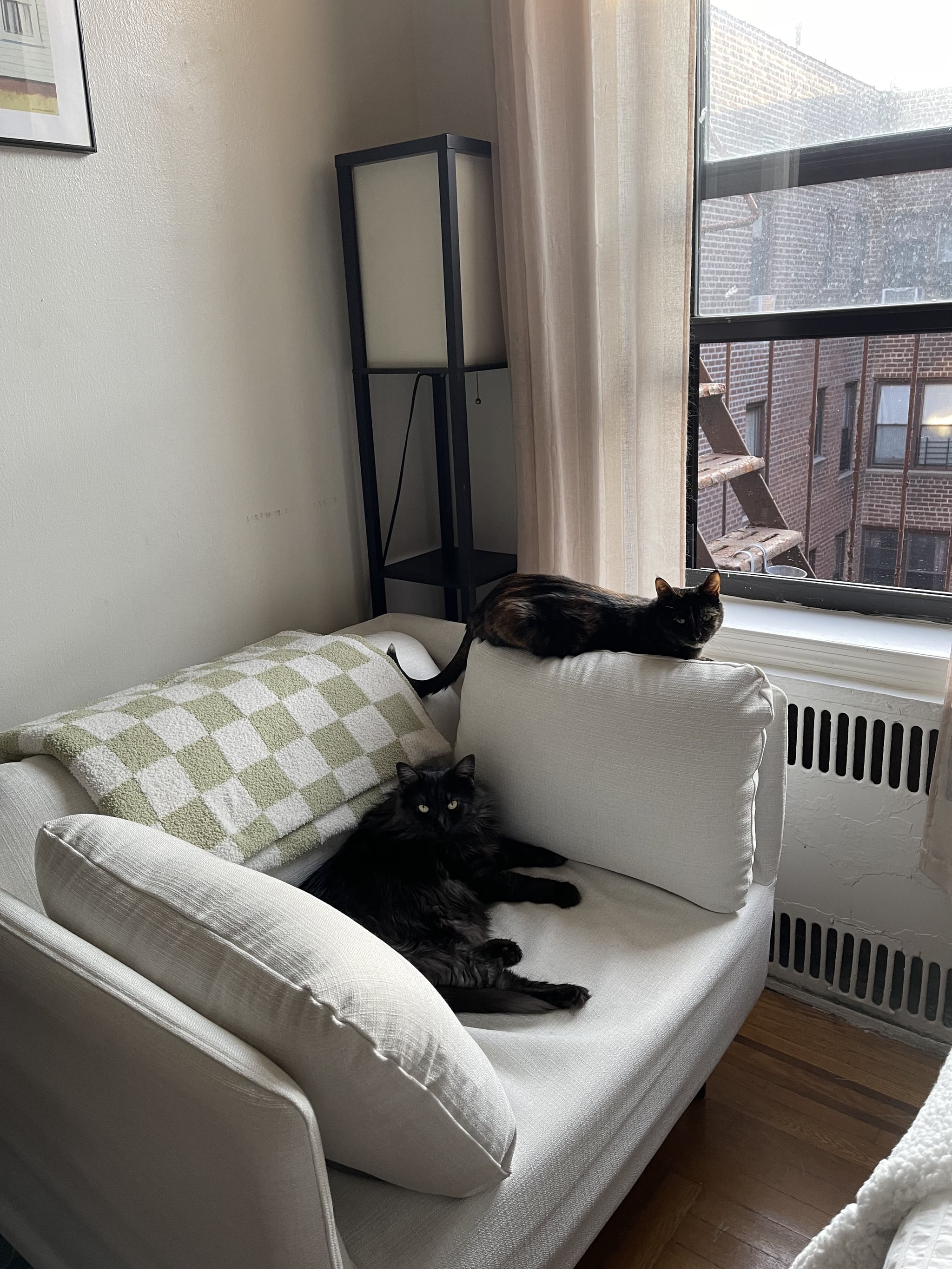 Fotel Levity Stratus i pół w rogu pokoju przy oknie z dwoma kotami na nim.