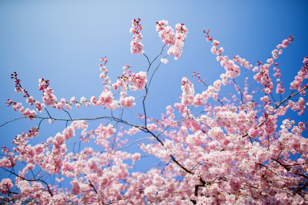 Bright, flowering cherries bloomed in Münster, Germany.