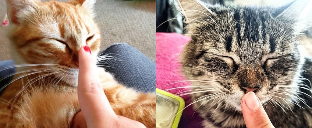 Cat Boops