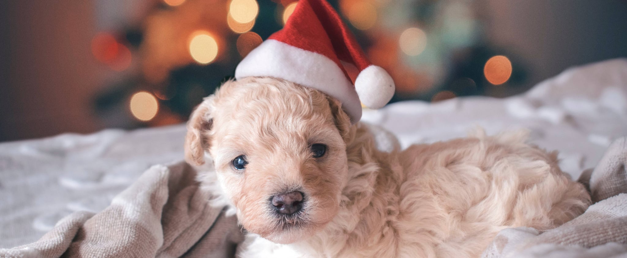 Puppies Ready For Christmas 2022 Why You Shouldn't Give Kids A Puppy For Christmas | Popsugar Family