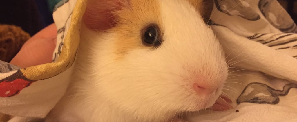 How My Pet Guinea Pig Helps With My Anxiety and Depression