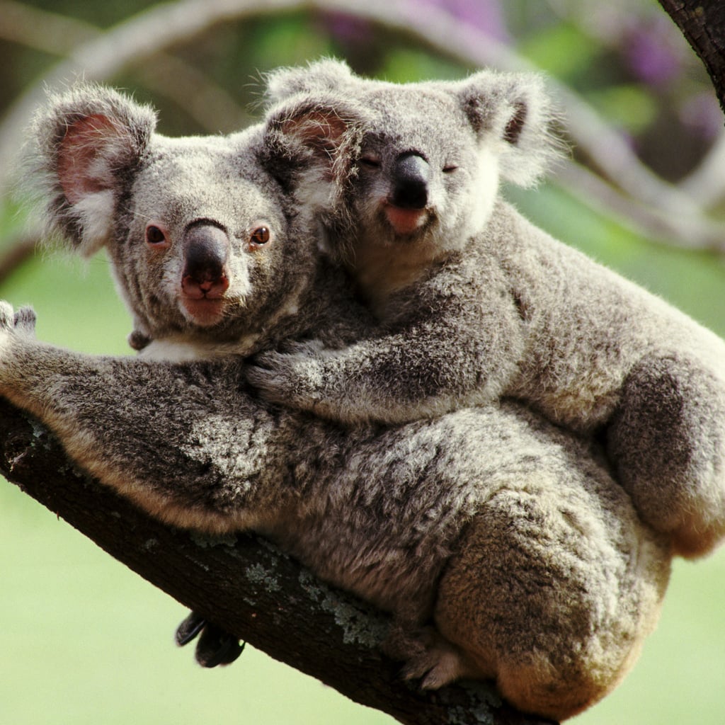 Why Are More Families Embracing Koala Parenting?