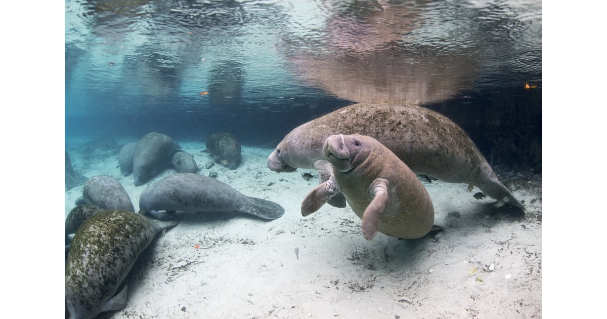 Snorkel With Manatees in Crystal River, Florida | Best Travel