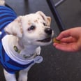Watch This Deaf Rescue Puppy Learn Sign Language, but Don't Forget the Tissues