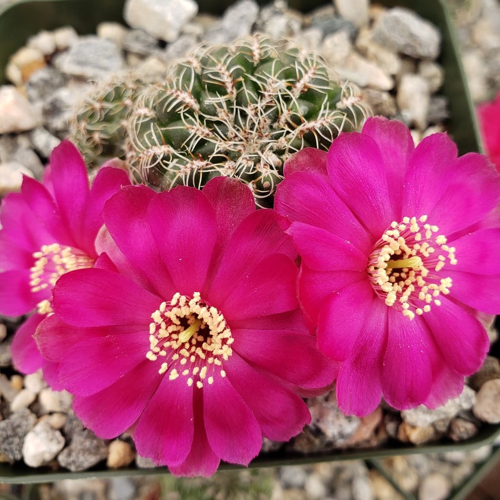 Flowering Cacti