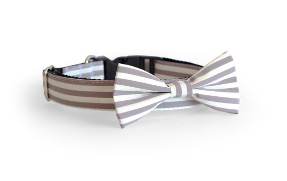 bow-tie collar
