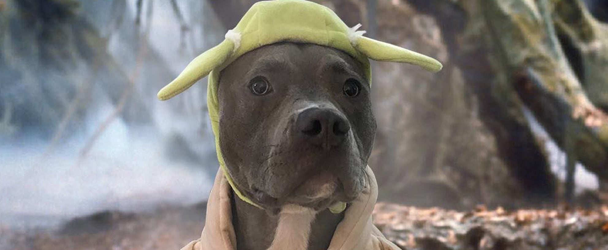 pit bull halloween costumes popsugar pets